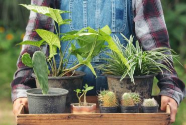 close-up-picture-hand-holding-wooden-tray-which-full-pots-plants