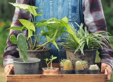 close-up-picture-hand-holding-wooden-tray-which-full-pots-plants